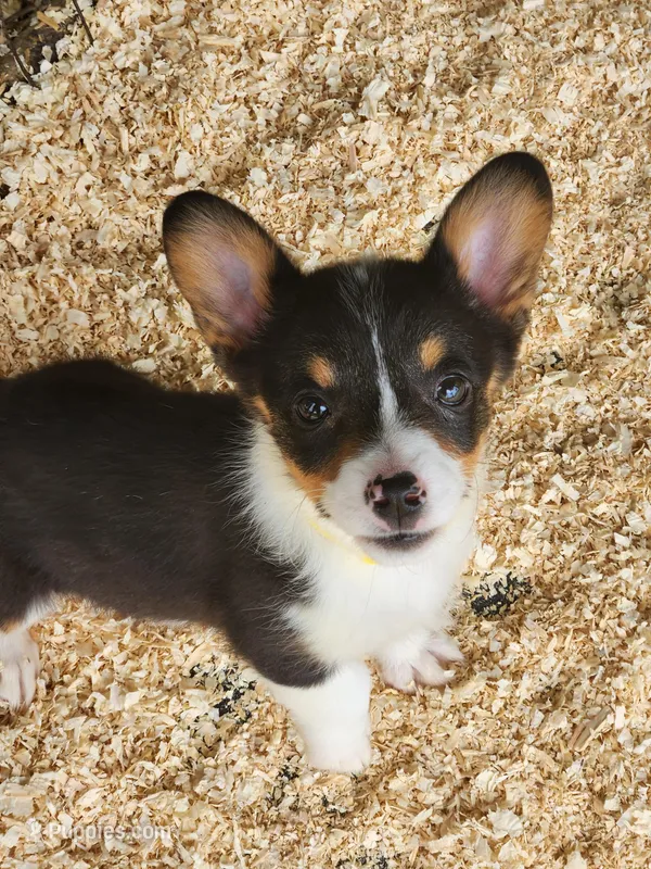 Yellow Collar Female, a female Pembroke Welsh Corgi for sale in Martinsville, VA – Photo 1 of 9