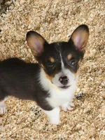 Yellow Collar Female, a female Pembroke Welsh Corgi for sale in Martinsville, VA – Photo 1 of 9