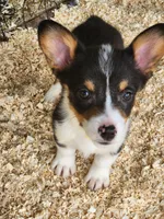 Yellow Collar Female, a female Pembroke Welsh Corgi for sale in Martinsville, VA – Photo 7 of 9