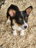 Yellow Collar Female, a female Pembroke Welsh Corgi for sale in Martinsville, VA – Photo 3 of 9
