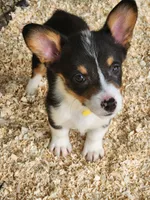 Yellow Collar Female, a female Pembroke Welsh Corgi for sale in Martinsville, VA – Photo 5 of 9