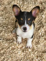 Yellow Collar Female, a female Pembroke Welsh Corgi for sale in Martinsville, VA – Photo 8 of 9