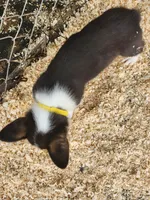 Yellow Collar Female, a female Pembroke Welsh Corgi for sale in Martinsville, VA – Photo 9 of 9