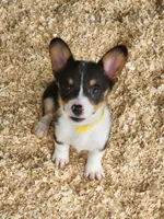 Yellow Collar Female, a female Pembroke Welsh Corgi for sale in Martinsville, VA – Photo 2 of 9
