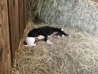 Pink Collar - Female, a female Border Collie for sale in Martinsville, VA – Photo 2 of 10