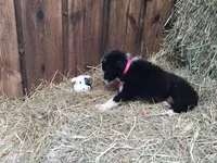 Pink Collar - Female, a female Border Collie for sale in Martinsville, VA – Photo 6 of 10