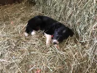 Pink Collar - Female, a female Border Collie for sale in Martinsville, VA – Photo 8 of 10