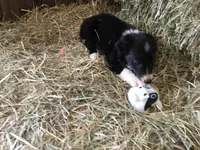 Pink Collar - Female, a female Border Collie for sale in Martinsville, VA – Photo 3 of 10
