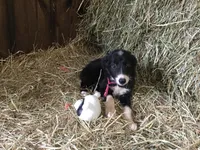 Pink Collar - Female, a female Border Collie for sale in Martinsville, VA – Photo 4 of 10