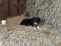 Pink Collar - Female, a female Border Collie for sale in Martinsville, VA – Photo 7 of 10
