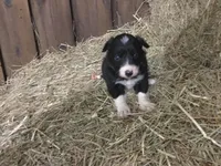 Pink Collar - Female, a female Border Collie for sale in Martinsville, VA – Photo 9 of 10