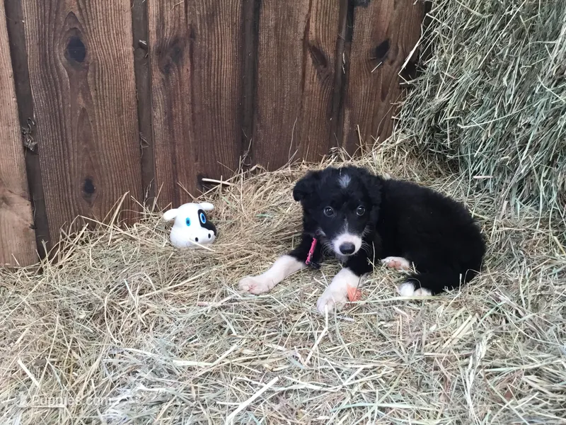 Pink Collar - Female