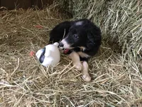 Pink Collar - Female, a female Border Collie for sale in Martinsville, VA – Photo 5 of 10