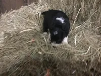 Pink Collar - Female, a female Border Collie for sale in Martinsville, VA – Photo 10 of 10