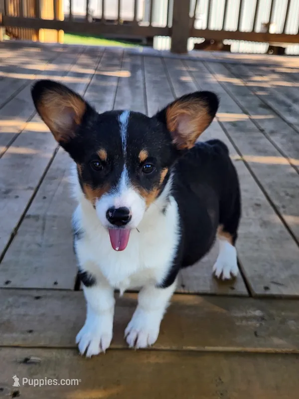 Lucy - Yellow Collar Female – Pembroke Welsh Corgi puppy for sale in Martinsville, VA