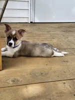 Royal Collar Male, a male Pembroke Welsh Corgi for sale in Martinsville, VA – 2 of 8