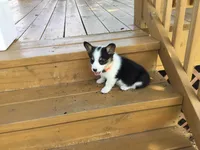 Jewel - Orange Collar, a female Pembroke Welsh Corgi for sale in Martinsville, VA – Photo 3 of 10