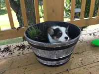 Jewel - Orange Collar, a female Pembroke Welsh Corgi for sale in Martinsville, VA – Photo 10 of 10