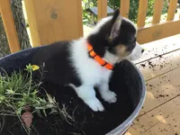 Jewel - Orange Collar, a female Pembroke Welsh Corgi for sale in Martinsville, VA – Photo 9 of 10