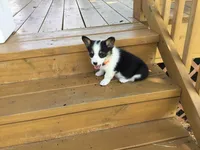 Jewel - Orange Collar, a female Pembroke Welsh Corgi for sale in Martinsville, VA – Photo 7 of 10
