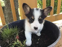 Jewel - Orange Collar, a female Pembroke Welsh Corgi for sale in Martinsville, VA – Photo 5 of 10