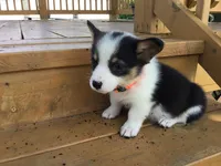 Jewel - Orange Collar, a female Pembroke Welsh Corgi for sale in Martinsville, VA – Photo 8 of 10