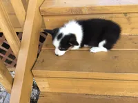 Jewel - Orange Collar, a female Pembroke Welsh Corgi for sale in Martinsville, VA – Photo 4 of 10