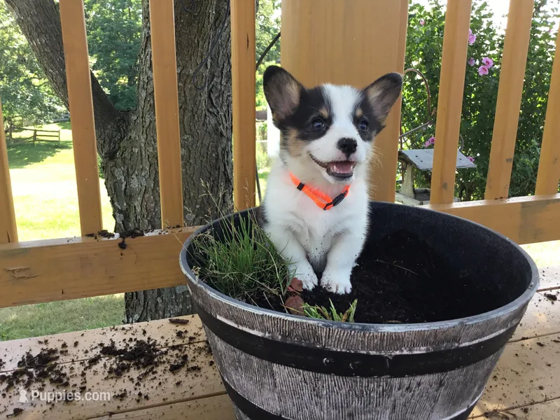 Jewel - Orange Collar