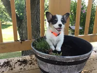 Jewel - Orange Collar, a female Pembroke Welsh Corgi for sale in Martinsville, VA – Photo 1 of 10