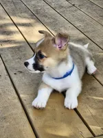Royal Collar Male, a male Pembroke Welsh Corgi for sale in Martinsville, VA – 4 of 8