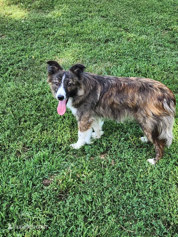 Chex – Border Collie puppy for sale in Martinsville, VA
