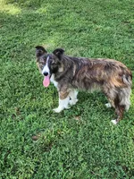 Chex, a female Border Collie for sale in Martinsville, VA – 1 of 3