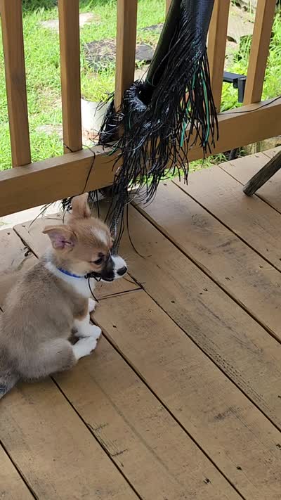 Royal Collar Male, a male Pembroke Welsh Corgi for sale in Martinsville, VA – 8 of 8
