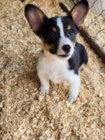 Orange Collar Male, a male Pembroke Welsh Corgi for sale in Martinsville, VA – Photo 8 of 10