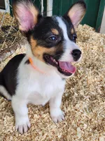 Orange Collar Male, a male Pembroke Welsh Corgi for sale in Martinsville, VA – Photo 10 of 10