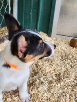 Orange Collar Male, a male Pembroke Welsh Corgi for sale in Martinsville, VA – Photo 4 of 10