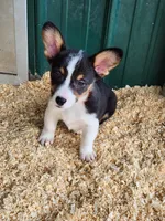 Orange Collar Male, a male Pembroke Welsh Corgi for sale in Martinsville, VA – Photo 5 of 10