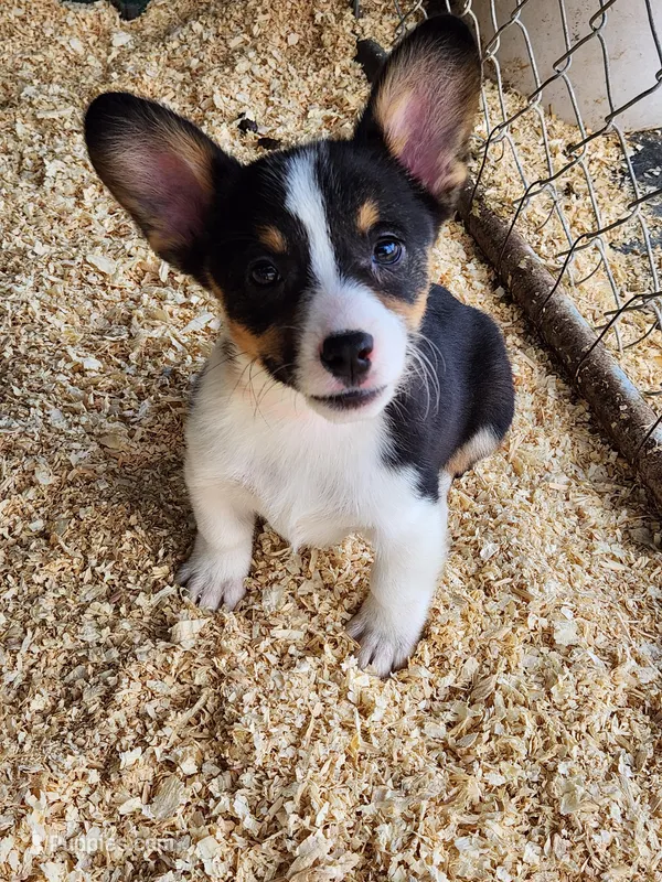 Orange Collar Male – Pembroke Welsh Corgi puppy for sale in Martinsville, VA