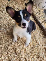 Orange Collar Male, a male Pembroke Welsh Corgi for sale in Martinsville, VA – Photo 1 of 10