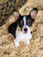 Orange Collar Male, a male Pembroke Welsh Corgi for sale in Martinsville, VA – Photo 9 of 10
