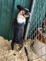 Orange Collar Male, a male Pembroke Welsh Corgi for sale in Martinsville, VA – Photo 6 of 10