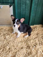 Orange Collar Male, a male Pembroke Welsh Corgi for sale in Martinsville, VA – Photo 3 of 10
