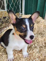 Orange Collar Male, a male Pembroke Welsh Corgi for sale in Martinsville, VA – Photo 7 of 10