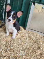 Orange Collar Male, a male Pembroke Welsh Corgi for sale in Martinsville, VA – Photo 2 of 10