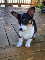 Lucy - Yellow Collar Female, a female Pembroke Welsh Corgi for sale in Martinsville, VA – 3 of 10