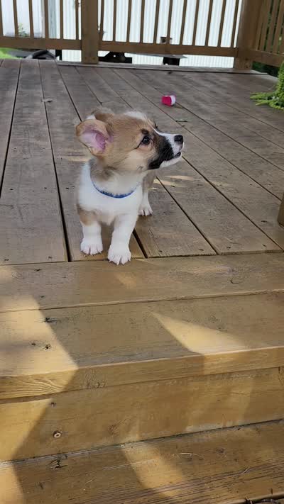 Royal Collar Male, a male Pembroke Welsh Corgi for sale in Martinsville, VA – 7 of 8