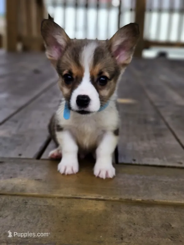 Lt Blue Collar Male – Pembroke Welsh Corgi puppy for sale in Martinsville, VA