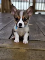 Lt Blue Collar Male, a male Pembroke Welsh Corgi for sale in Martinsville, VA – 1 of 10