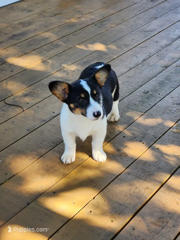Jade - White Collar Female – Pembroke Welsh Corgi puppy for sale in Martinsville, VA