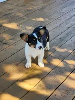 Jade - White Collar Female, a female Pembroke Welsh Corgi for sale in Martinsville, VA – 1 of 10